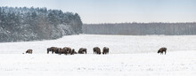 Wild European Bisons On The Field, Snow Covered, Landscape Panorama