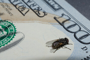 100 dollars and a fly.