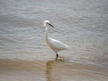 Juvenile Snowy Egret Wading In The Ocean