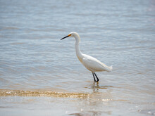 Juvenile Snowy Egret Wading In The Ocean