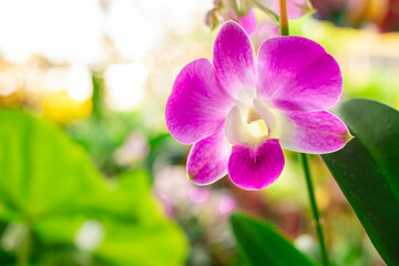 Orchid flower in orchid garden at winter or spring day. Orchid flower for postcard beauty and agriculture design. Beautiful orchid flower in garden, in full bloom in farm, on green nature blur backgro