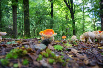 Wall Mural - bright orange fungus on forest floor