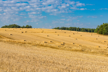 Wall Mural - Belorussian meadows at the harvest time, Belarus