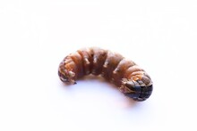 A Close Up Shot Of An Armyworm Larva On White Background, Queensland, Australia.