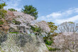 久留米の篠山城の石垣と桜