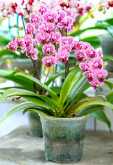 Phalaenopsis orchids bloom in spring lunar new year 2021 adorn the beauty of nature, a rare wild orchid decorated in tropical gardens