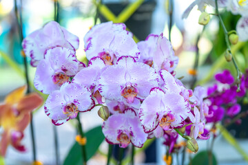 Phalaenopsis orchids flowers bloom in spring lunar new year 2021 adorn the beauty of nature, a rare wild orchid decorated in tropical gardens 