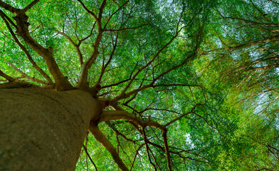 Wall Mural - bottom view of tree trunk to green leaves of big tree in tropical forest with sunlight. fresh enviro