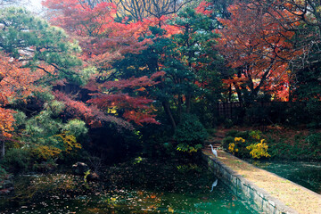 Wall Mural - Autumn scenery of fiery maple trees in a forest and a crane standing on the footpath by a green pond in Koishikawa Korakuen Park, a traditional Japanese garden in Tokyo, Japan