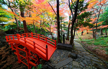 Wall Mural - Autumn scenery of beautiful Koishikawa Korakuen Park, a famous traditional Japanese Garden in Tokyo Japan, with a red wooden arch bridge over a stream & a paved pathway through a colorful maple forest