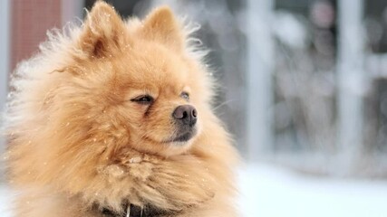 Wall Mural - Pomeranian with yellow fur sitting on the snow on the backyard. Snowflakes falling on it