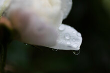 Extreme Close Up Fresh Raindrops On White Flower Petal
