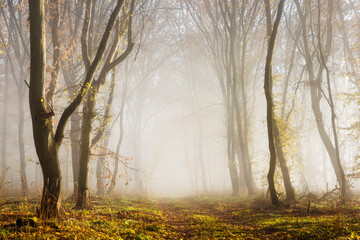 Wall Mural - Footpath through Foggy Forest in Autumn with Morning Fog illuminated by the warm light of the morning sun