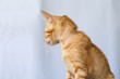 © Vasin - orange kitten standing on white background and looking to the right