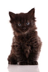 Wall Mural - Portrait of a little black kitten on a white background.