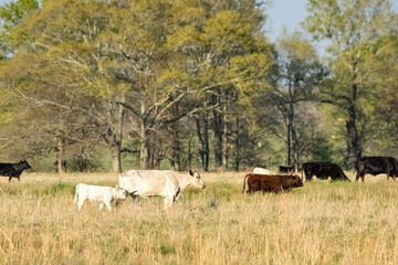 Wall Mural - White cow and calf walking with herd in spring pasture