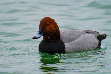 Wall Mural - duck in the water