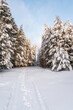 Winter landscape after snowfall, path in pine forest, amazing north nature