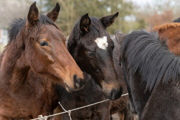 Naklejka na meble Horses heads in a herd of stallions. They look curiously into the camera, Brown, gray and fox colors. Horses are dirty from mud and grass