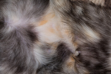 Belly of a kitten close-up. Spotted multicolor cat fur. Backgrounds and textures.