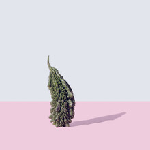 Single Unique Bitter Melon Standing. Pink Gray Background.