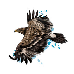 Fototapete - Flying steppe eagle from a splash of watercolor, colored drawing, realistic. Vector illustration of paints