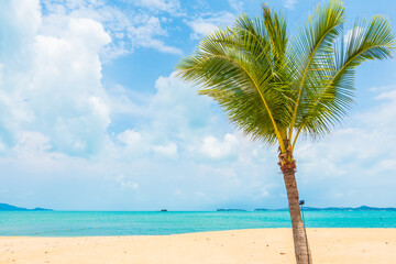 Wall Mural - Beautiful tropical beach sea ocean with coconut palm tree