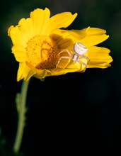 Thomisus Onustus, White Spider Or Crab Spider Hiding In A Yellow Daisy To Be Able To Hunt Some Prey