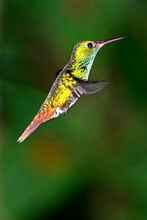 Hummingbird, Tropical Rainforest, Costa Rica, Central America, America.