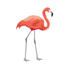 Canvas Print - flamingo exotic bird