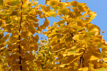 Under the background of blue sky, the beautiful and colorful autumn is a collection of yellow ginkgo leaves