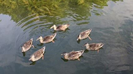 Wall Mural - plusieurs canards dans un étang