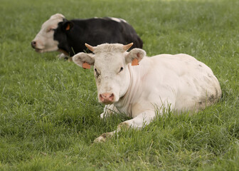 Two milk cows in the grass