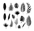 Tropical Plant Leaves Collection