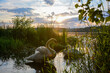 Zwei Schäne versteckt im Rasen an einem See am frühen Morgen bei Sonnenaufgang in Tschechien