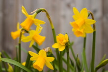 Group Of Yellow Blossoming Daffodils, Narcissus, Isolated On Neutral Background