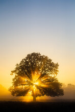 Sun Shining Through An Oak Tree In Bushy Park In London