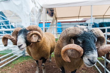 Sheep with Curly Horns