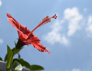 Wall Mural - Beautiful Hibiscus flower on blue sky background. Hibiscus plants are known for their large, colorful flowers.