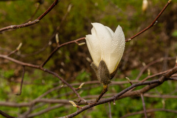 Macro of a beautiful bud of magnolia