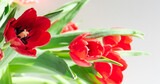 Fototapeta Tulipany - Beautiful spring tulips flowers