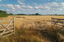 Open Gate Into Agricultural Landscape Of Oat Field In Summer, Beverley, Yorkshire, UK.