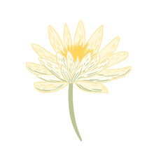 Flower Lotus Isolated On White Background. Beautiful Hand Drawn Botanical Sketches For Any Purpose.