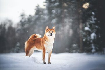 beautiful shiba inu dog in the park