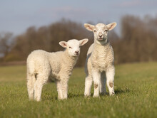 Two Young Lambs In A Field Looking To Camera. Isolated. Hertfordshire. UK