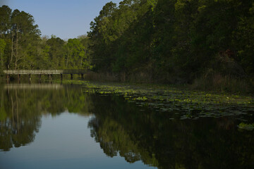 trees reflections on the smooth water of the lake, wooden bridge in the background