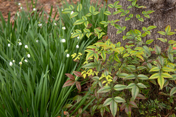 Wall Mural - Spring in the South (SC)