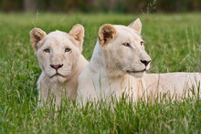 Two Captive White Lions Laying In The Grass. South Africa.   