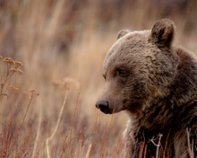 Close Up Of A Wild Grizzly Bear, Glacier National Park, Montana        