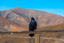 Black Crow Resting At A Viewpoint Over Fuerteventura, Canary Islands, Spain